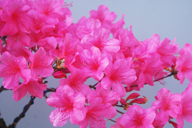 凝心园盆景映山红盆景杜鹃胭脂红老桩盆景映山红当前热销